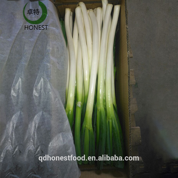 Pure natural organically grown green scallions with competitive price