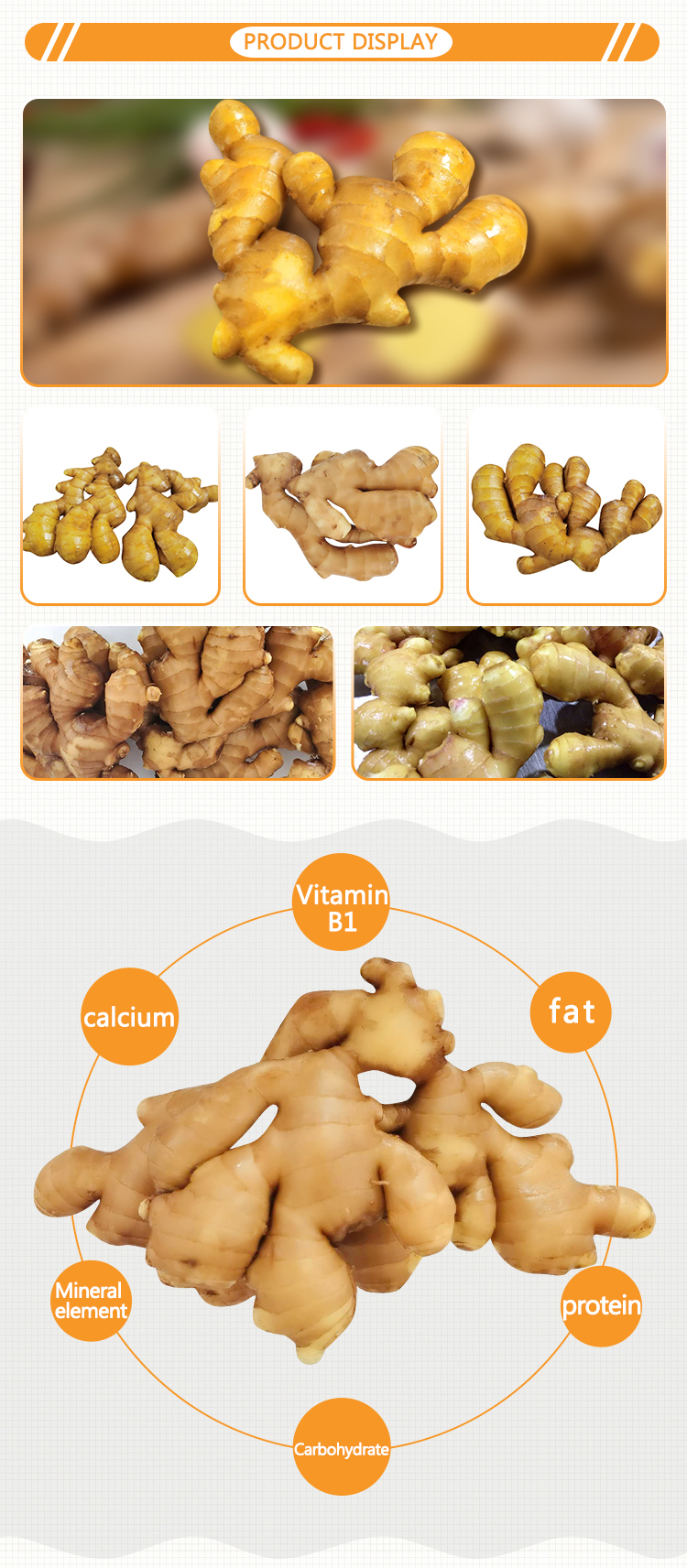 Export Price 1kg China Mature Fresh Ginger