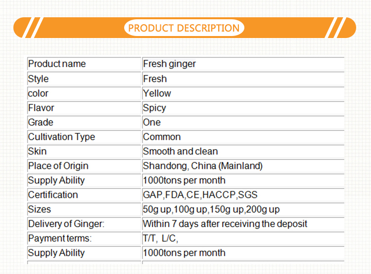 Export Price 1kg China Mature Fresh Ginger