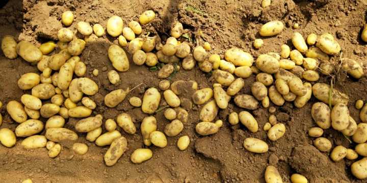 fresh potato pakistan fresh potato france