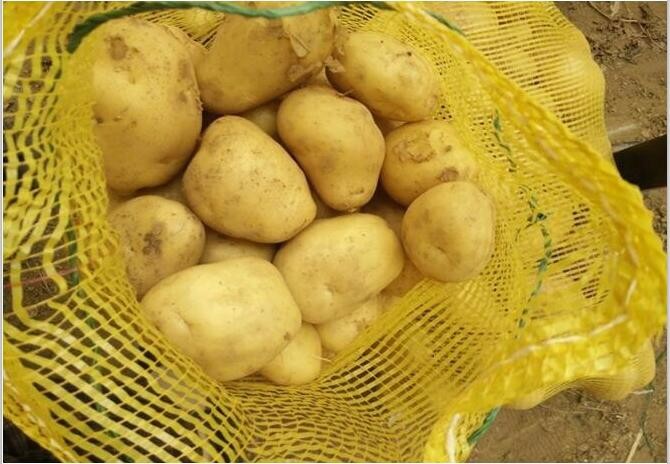 fresh potato pakistan fresh potato france