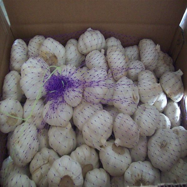 fresh garlic and ginger fresh garlic importer normal white pure white garlic price in china