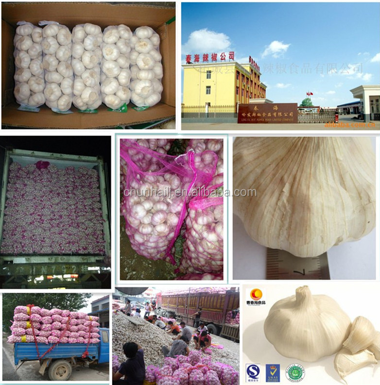 New Crop Factory Supplier Normal White And Pure White Garlic for Indonesia, Malaysia, Thailand from China Factory