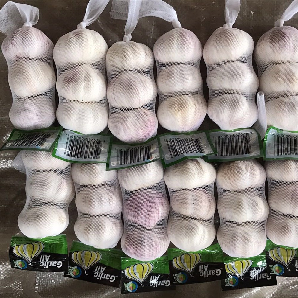 fresh garlic and ginger fresh garlic importer normal white pure white garlic price in china