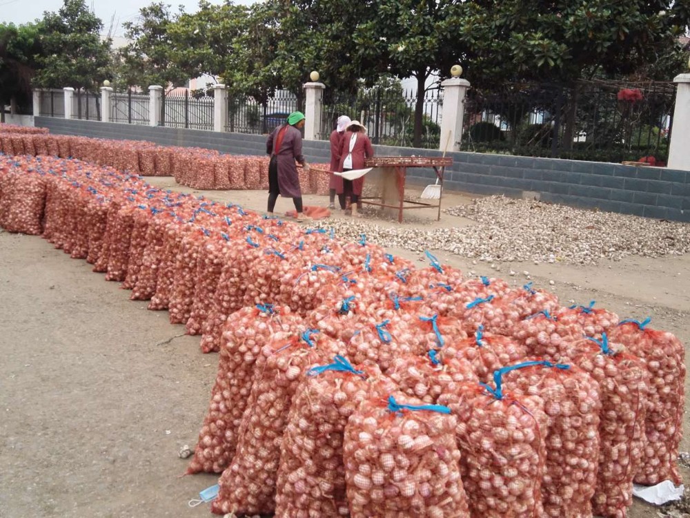 New Crop Factory Supplier Normal White And Pure White Garlic for Indonesia, Malaysia, Thailand from China Factory