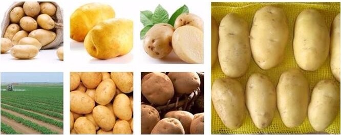 fresh potato pakistan fresh potato france