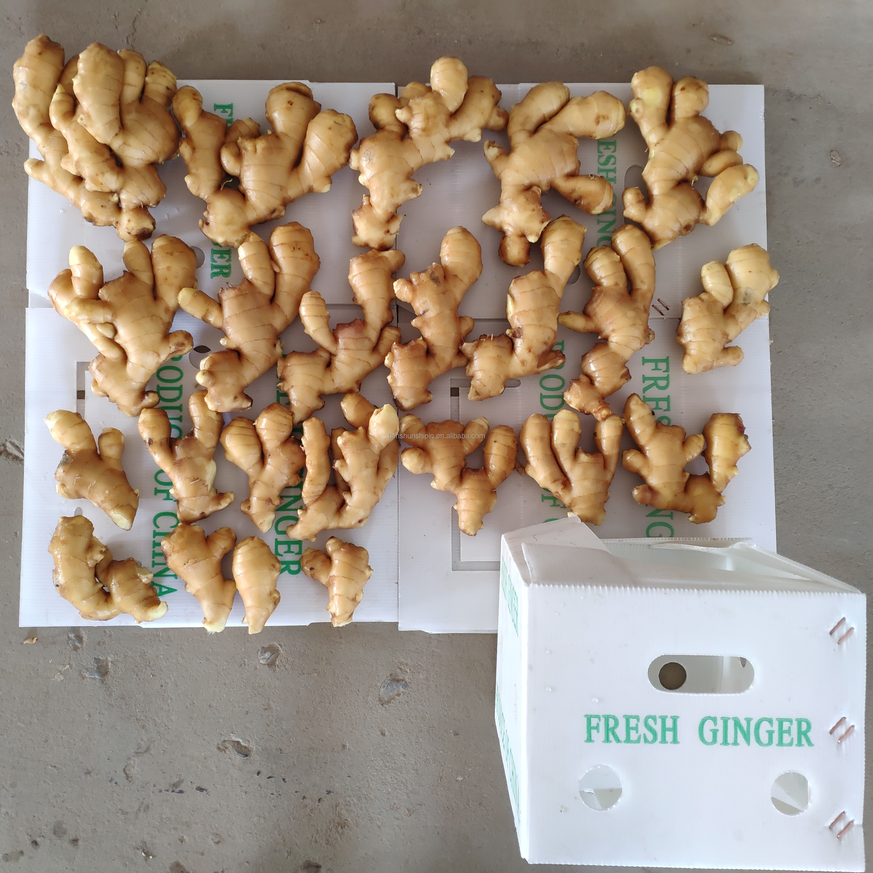 Export Price 1kg China Mature Fresh Ginger