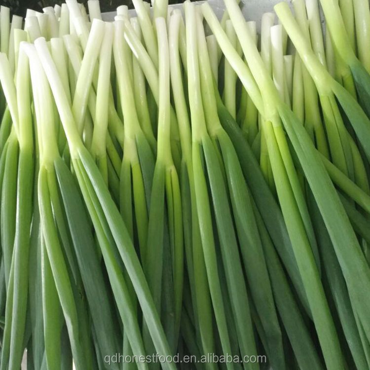 Pure natural organically grown green scallions with competitive price