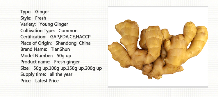 Export Price 1kg China Mature Fresh Ginger