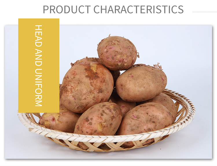 Popular Vegetable Fresh Potato Export Fresh Sweet Potato In Cheap Price