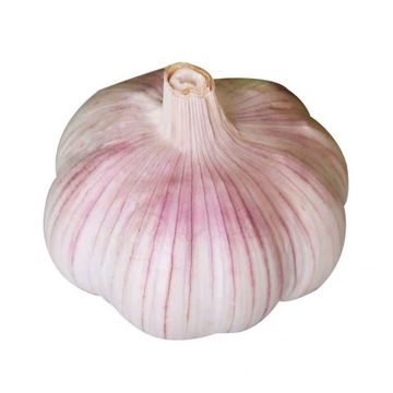 Fresh White Garlic supplier For sale