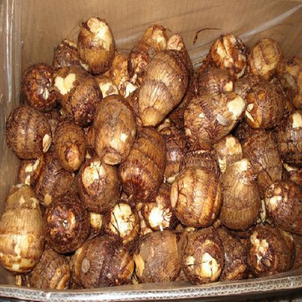 Newest Crop Taro Export, Taro Wholesale, Malanga Fresh Colocasia/ Taro/ Eddo Esculent in Season