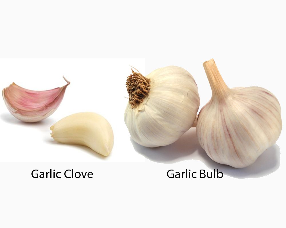 Thai  Low Price Fresh Garlic White Garlic Normal White Garlic