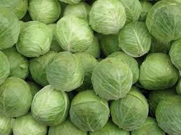 fresh cabbage exporter in India