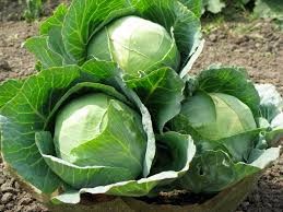 fresh cabbage exporter in India