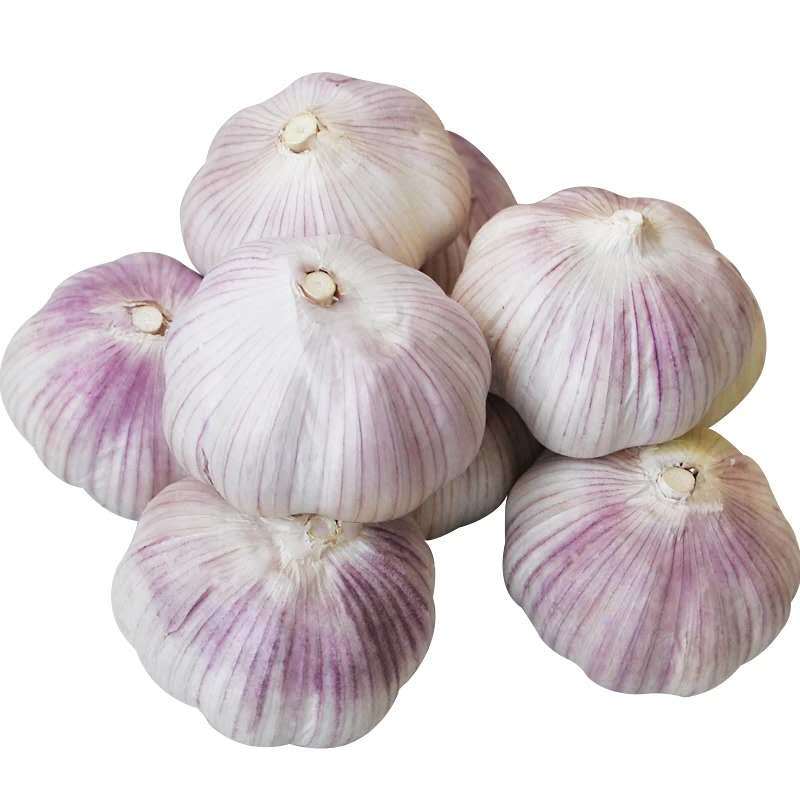 Thai  Low Price Fresh Garlic White Garlic Normal White Garlic