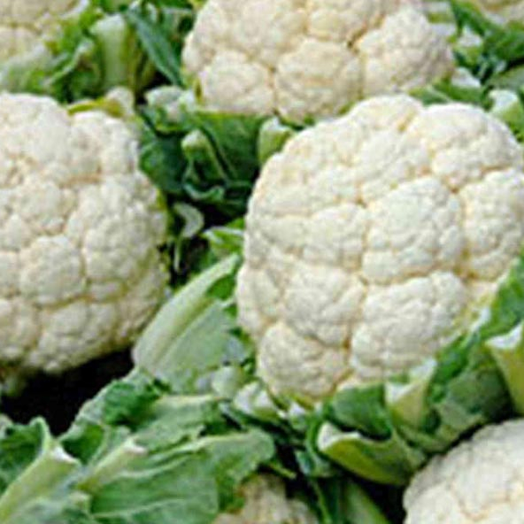 fresh cauliflower from owned farm supply all the year round