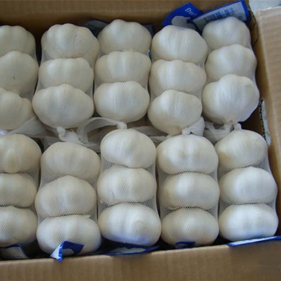 fresh garlic and ginger fresh garlic importer normal white pure white garlic price in china