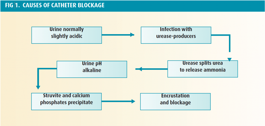 catheter Archives - StoreMD