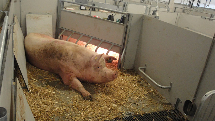 Farrowing | The Pig Site