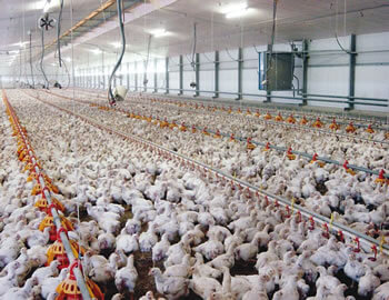 Poultry Housing (Poultry) Videos  | Agriculture XPRT