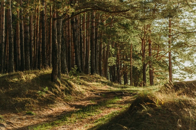 Could this little-known biomass generator start an energy revolution?