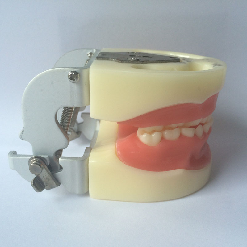 dental training model children baby teeth model standard pediatric practice model baby tooth typodont