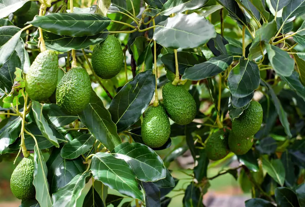 Best Fertilizer For Avocado Tree Or Dwarfing Avocados Grow Avocado Indoor 96 Fertilizing Avocado Trees In Hawaii  All O Bits