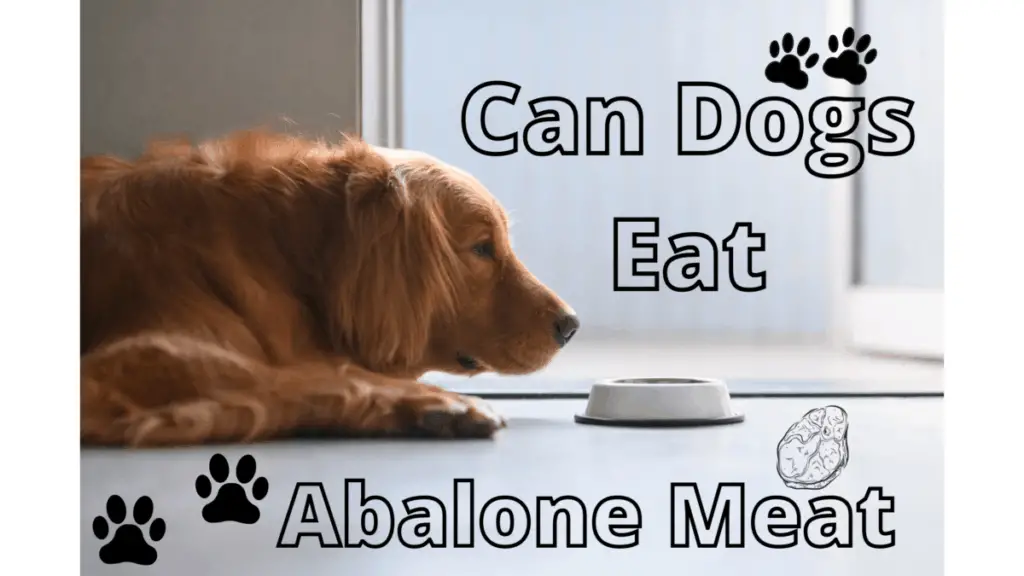 Can Dogs Eat Abolone Meat? Is it safe?  Pet Queries