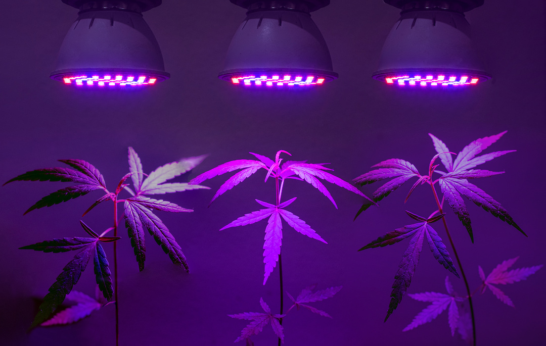 Gvg grow light question? Need help plz lol - Lighting - I Love Growing Marijuana Forum by Robert Bergman