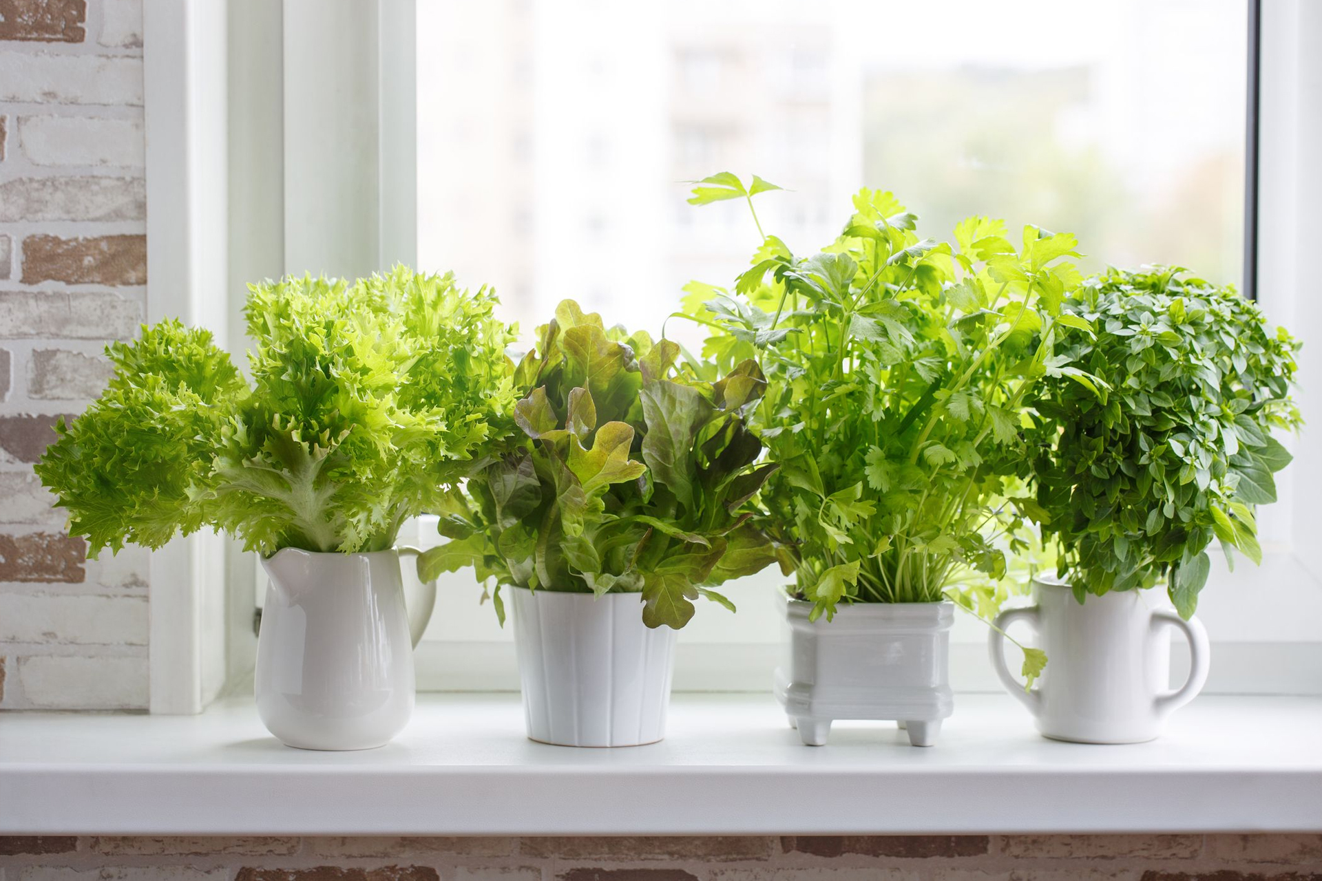 growing herbs indoors Archives - Indoor Herb Garden