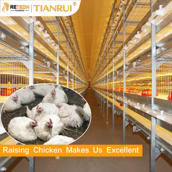 Wholesale Poultry Supplies and Poultry Farming Equipment for Sale - Livi Poultry