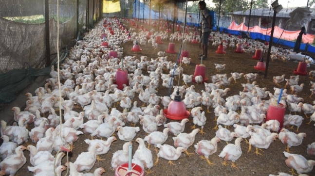 Poultry Farm | Article about Poultry Farm by The Free Dictionary