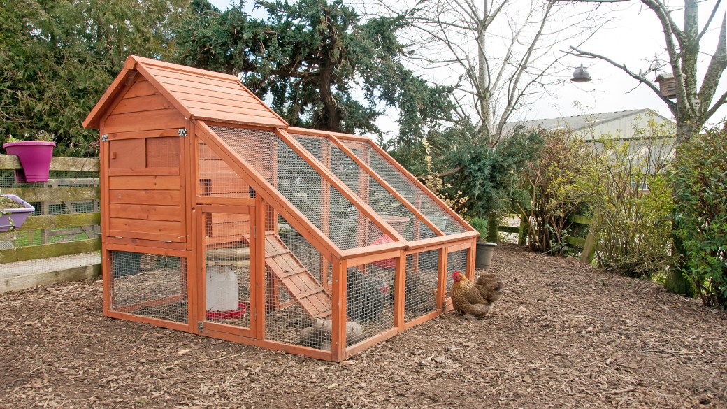 With high egg prices, is starting your own backyard chicken coop worth it?