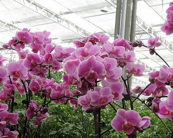 Factory Direct: Get Premium <a href='/flower-greenhouse/'>Flower Greenhouse</a>s at Great Prices!