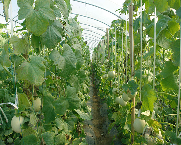 Factory Direct Vegetable Greenhouse | High-Quality and Sustainable Solutions