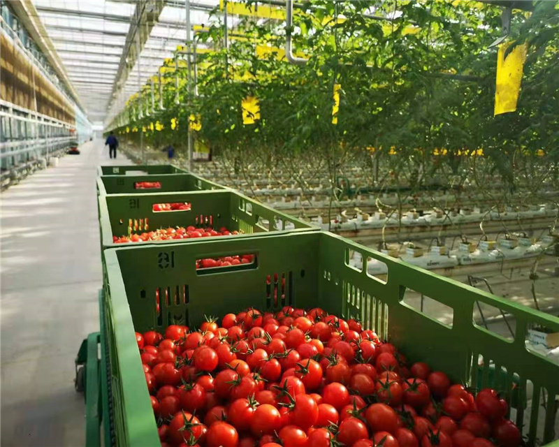 Agricultural greenhouse