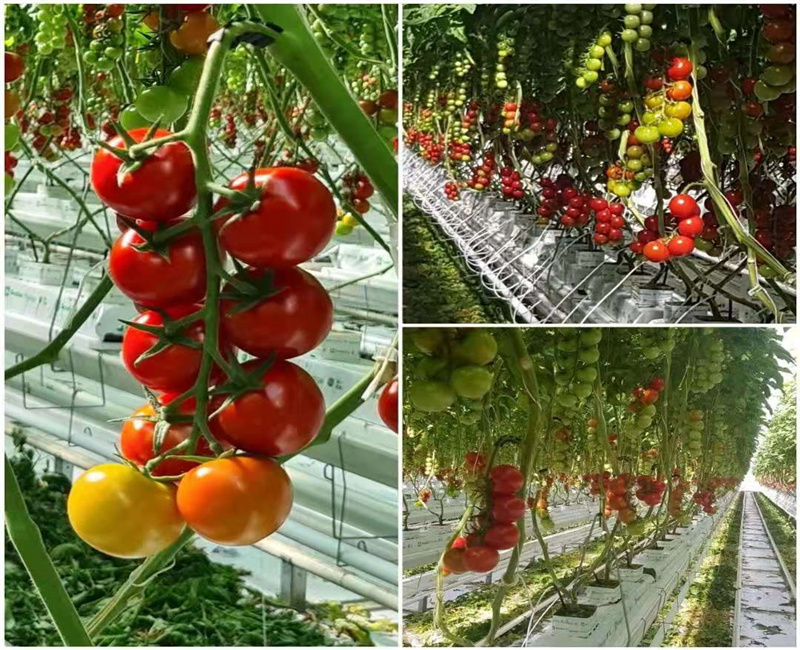 Get Growing with our Hydroponics <a href='/greenhouse/'>Greenhouse</a> - Factory Direct Prices