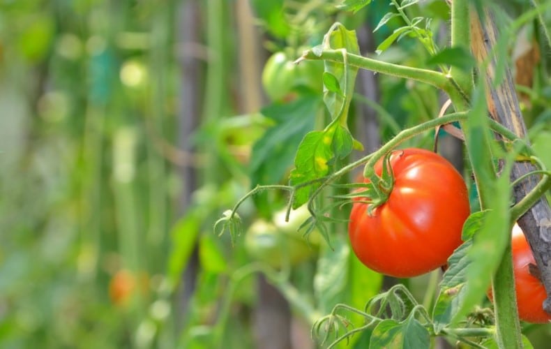 FAQ: What Is A Dutch Bucket Hydroponics Tomatoes? - Hydroponics | Fertilizers for plants