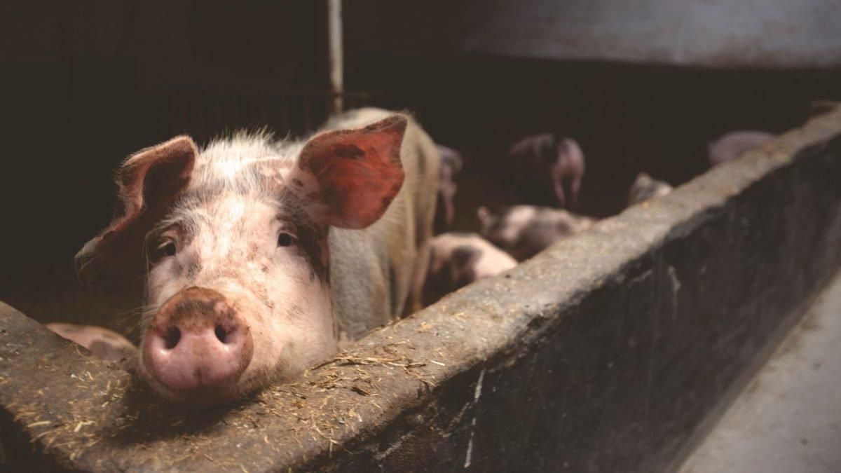 DSM Acquires <a href='/animal-health/'>Animal Health</a> Premix Business for Feed Mills | The Pig Site