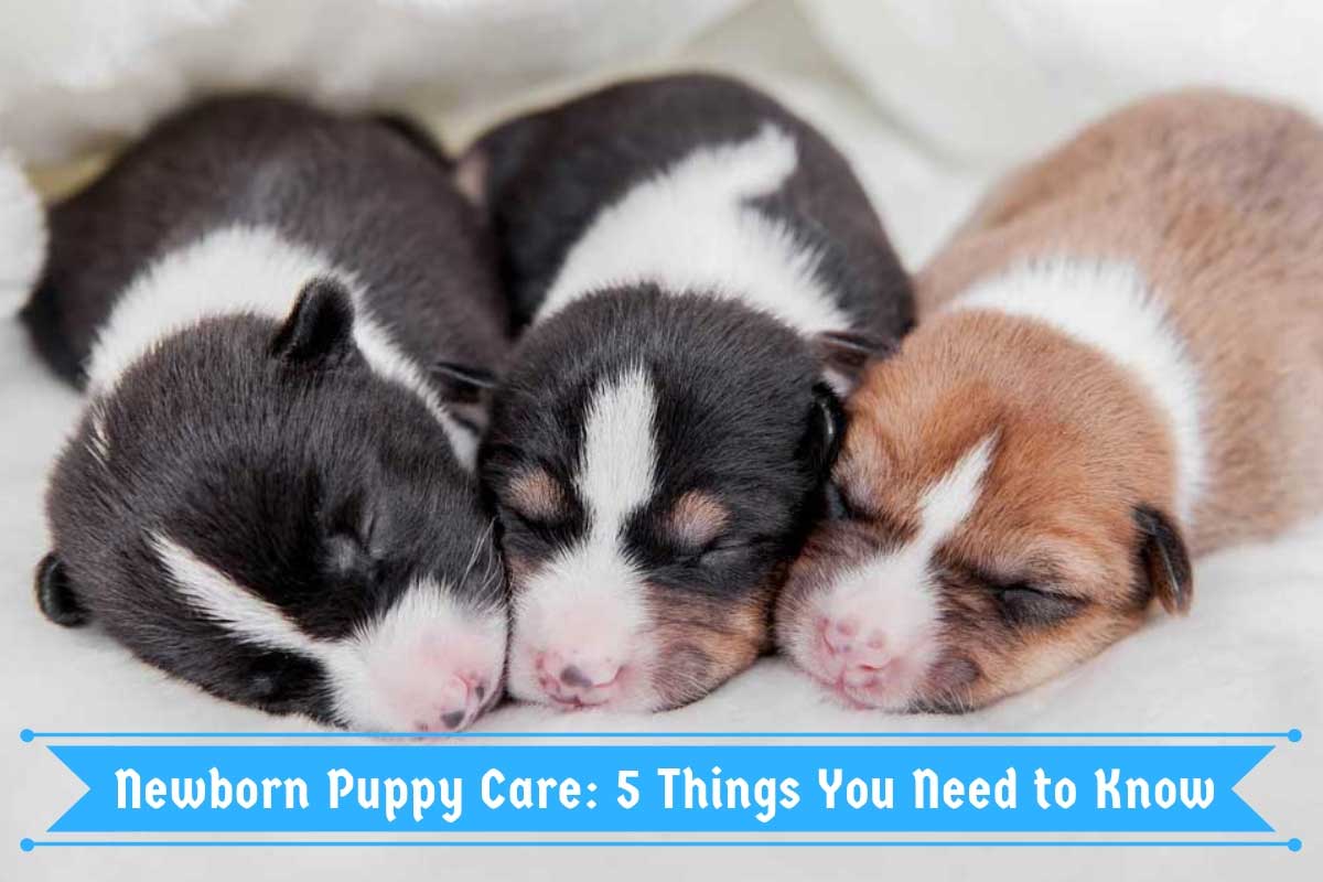 Dogs and Newborn Puppy Care | Dog Care - Daily Puppy