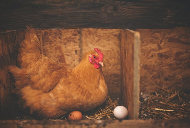 Raising Chickens for Meat and Eggs - WilliamWhiteCrow.comWilliamWhiteCrow.com