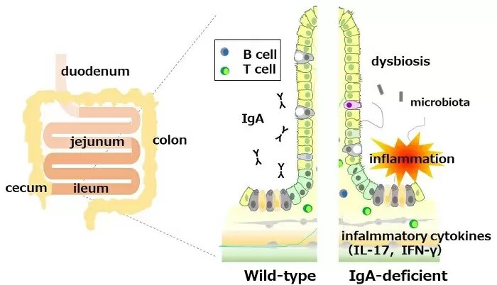 Immunoglobulin A - Wikipedia