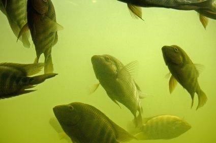 Tilapia fish farming business plan for beginner in Kenya