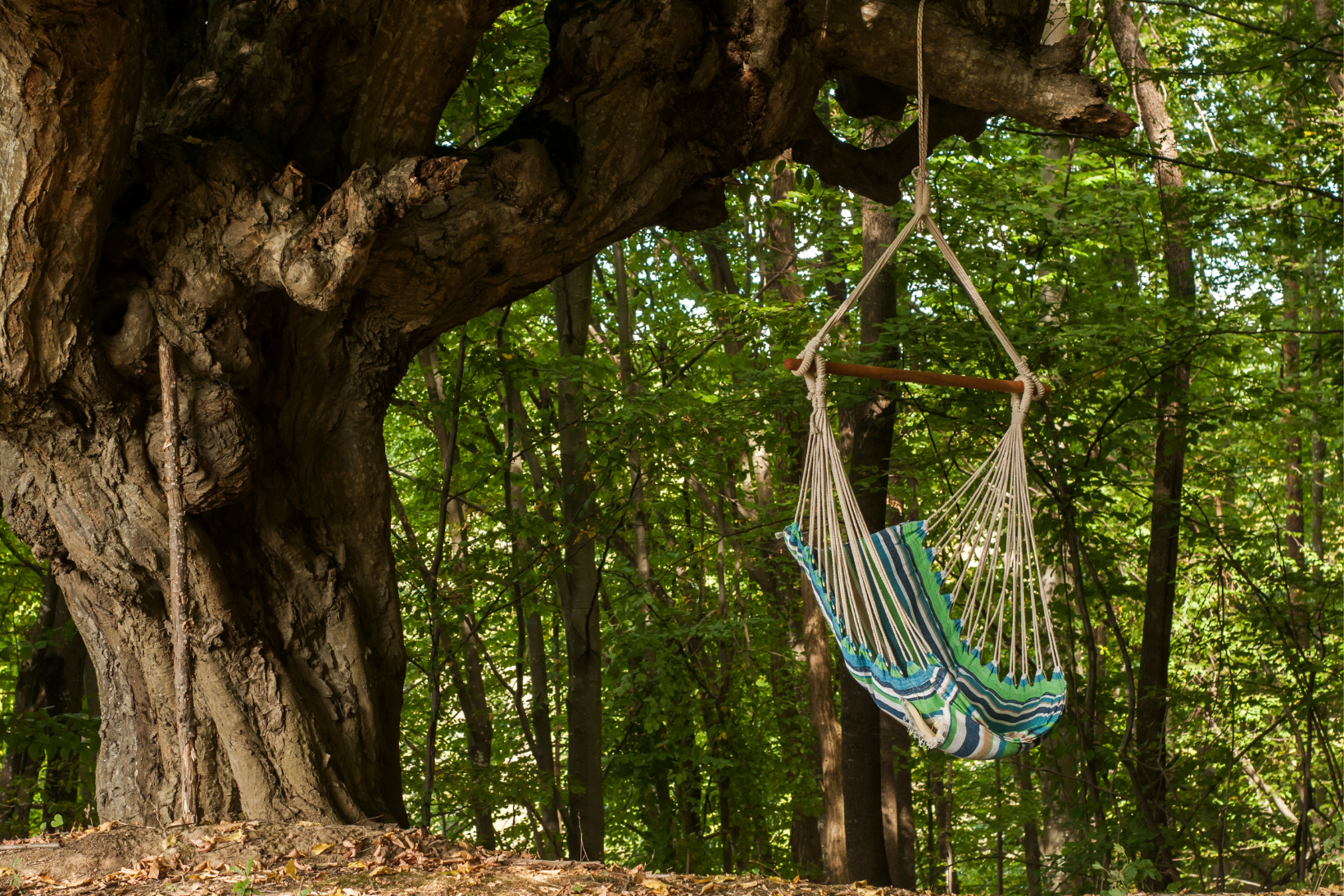 Hammock Chair Swing Collection - organizematbaa Ideas