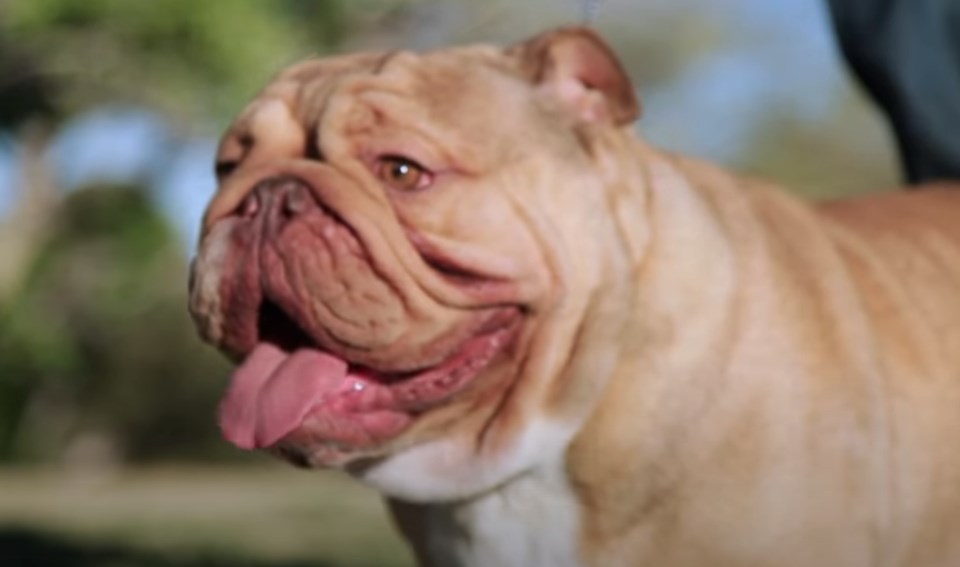 Heating System | Bulldog Heating and Cooling