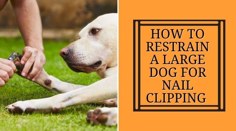 Big dog hilariously says NO to nail clipping