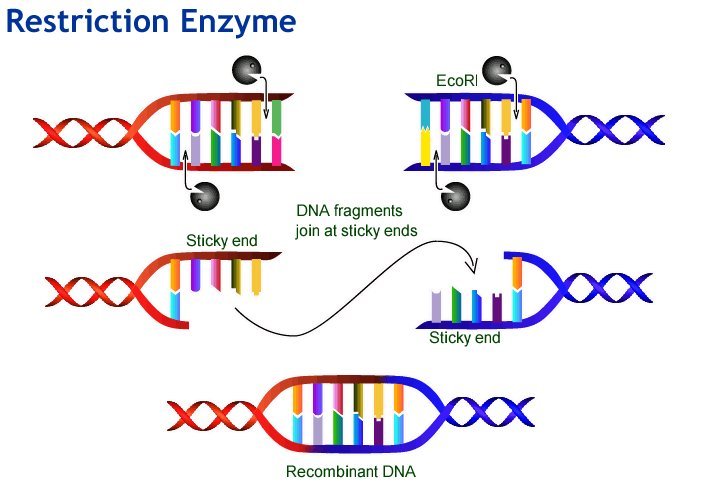 Recombinant DNA - Wikipedia