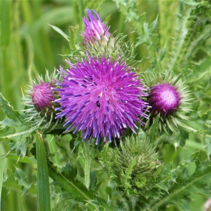 Factory Supply Silymarin Milk Thistle Extract | Pure, Natural & Reliable