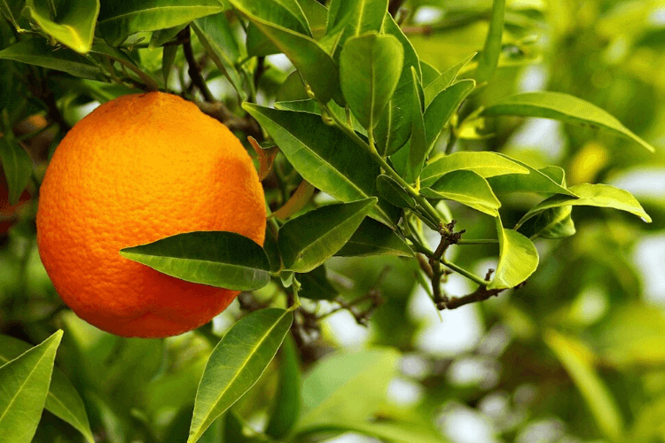 Citrus  aurantium - Wikispecies